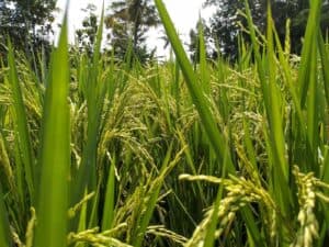 Mungkinkah bagi Masyarakat Indonesia untuk Kenyang Tanpa Nasi?