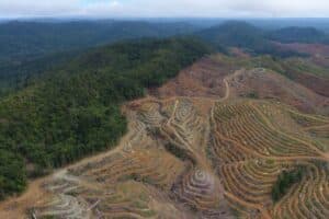 Dari Meja Makan ke Tutupan Hutan: Food Waste, Konsumsi Berlebih, dan Deforestasi di Indonesia